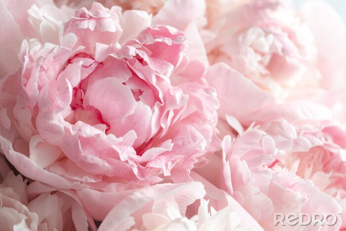 Papier peint  Fleurs de pivoines roses en gros plan