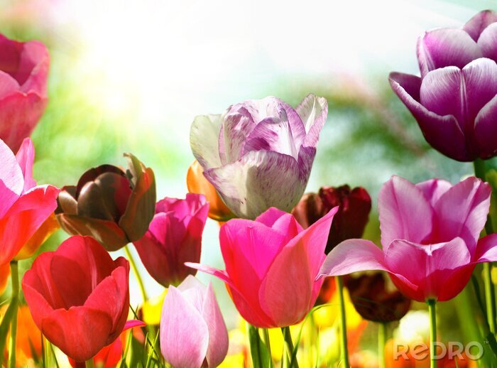 Papier peint  Fleurs de printemps