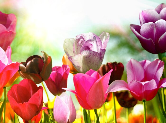 Papier peint  Fleurs de printemps