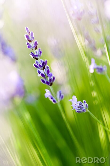 Papier peint  Fleurs de Provence