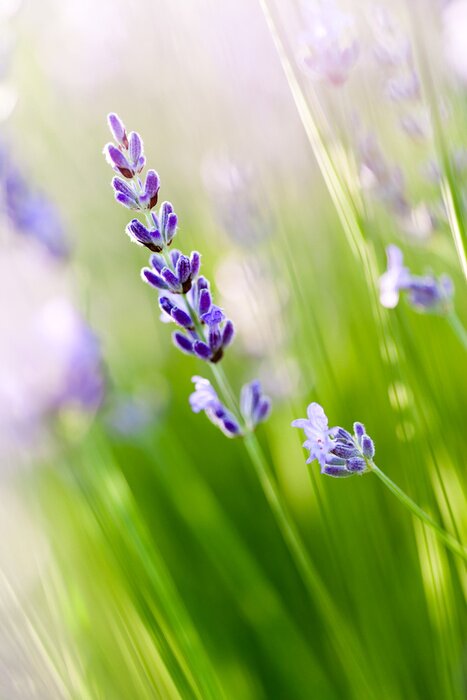 Papier peint  Fleurs de Provence
