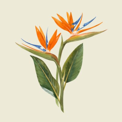 Papier peint  Fleurs de strelitzia à l&#39;aquarelle sur fond beige