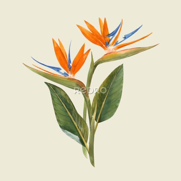 Papier peint  Fleurs de strelitzia à l&#39;aquarelle sur fond beige