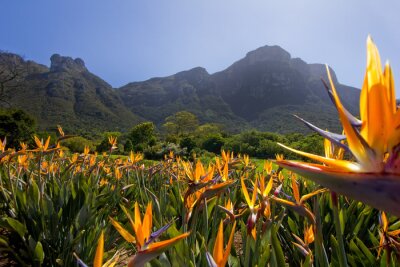 Papier peint  Fleurs de Strelitzia aux jardins de Kirstenbosch