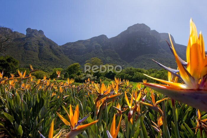 Papier peint  Fleurs de Strelitzia aux jardins de Kirstenbosch