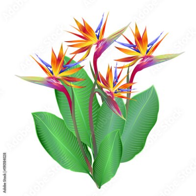 Papier peint  Fleurs de Strelitzia (oiseau-de-paradis, fleur de grue). Illustration vectorielle dessinés à la main sur fond blanc.