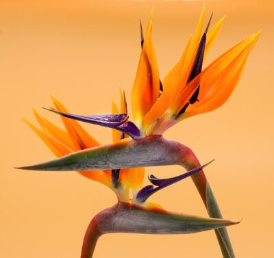 Papier peint  Fleurs de Strelitzia sur fond orange