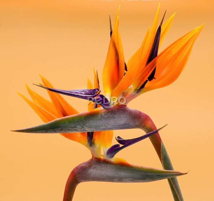 Papier peint  Fleurs de Strelitzia sur fond orange