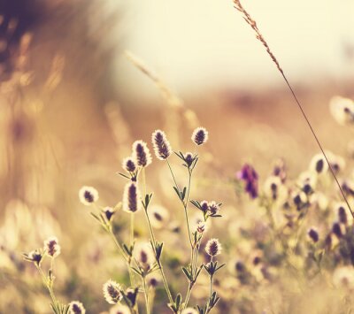 Papier peint  Fleurs des champs au printemps