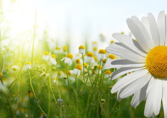 Papier peint  Fleurs des champs au soleil