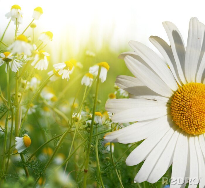 Papier peint  Fleurs des champs éclairées par le soleil