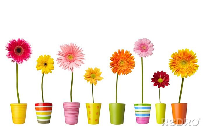 Papier peint  Fleurs des champs en pots