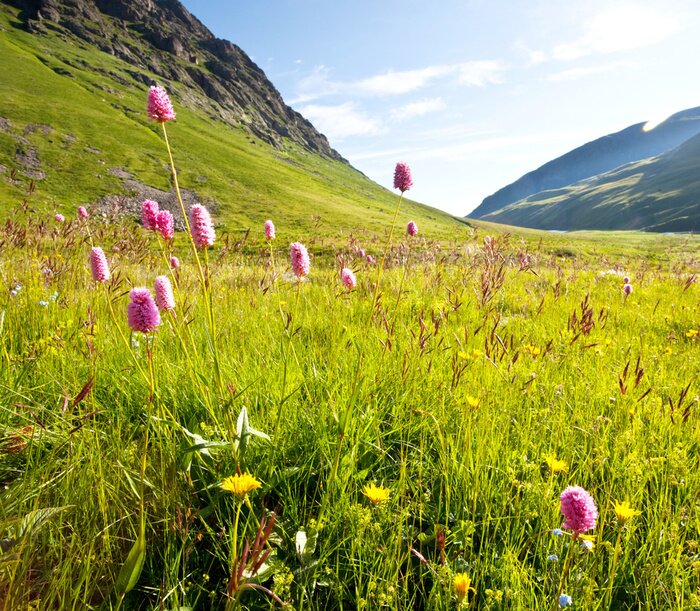 Papier peint  Fleurs des champs et nature de la montagne