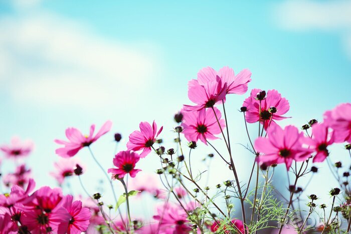 Papier peint  Fleurs des champs sur un ciel bleu