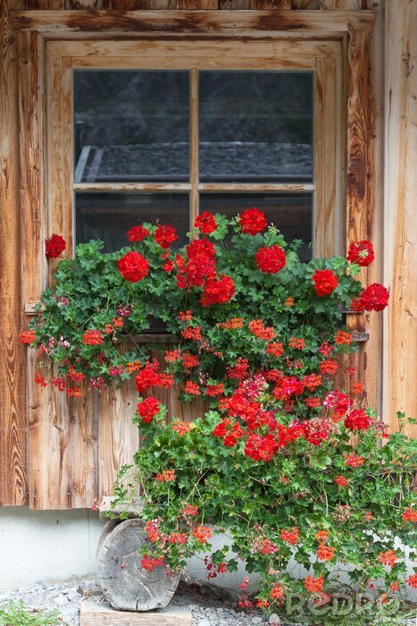 Papier peint  Fleurs devant une fenêtre en bois