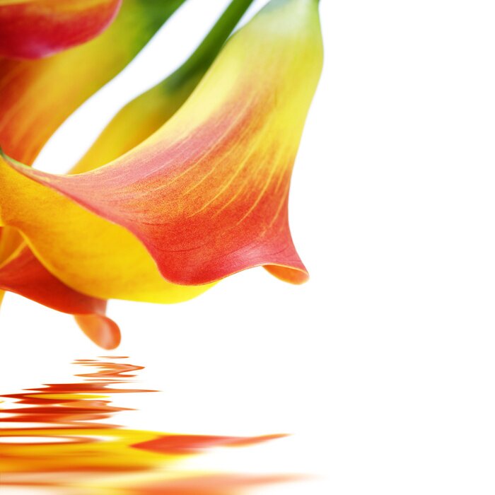 Papier peint  Fleurs en forme de calice