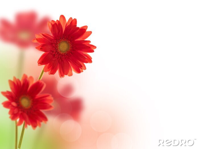 Papier peint  Fleurs en rouge sur un arrière-plan flou