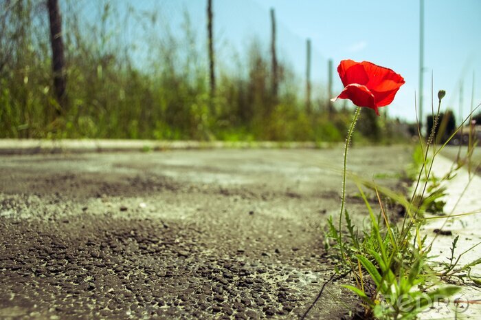 Papier peint  Fleurs et herbe qui poussent au bord de la route