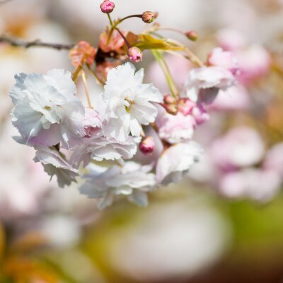 Papier peint  Fleurs et nature