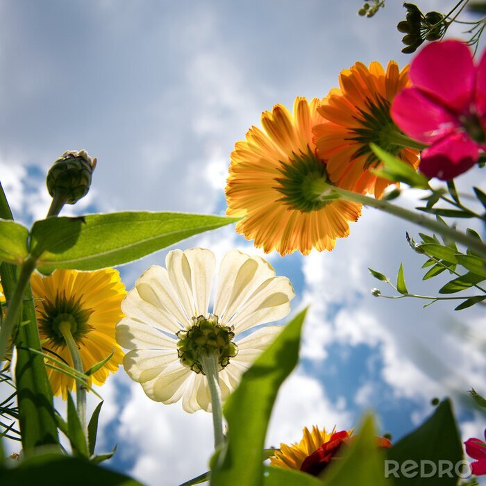 Papier peint  Fleurs et nuages