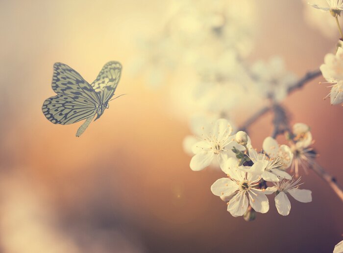 Papier peint  Fleurs et papillon sur fond orange