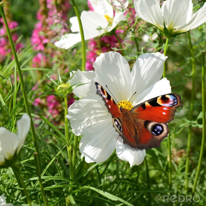 Papier peint  Fleurs et papillons dans le pré