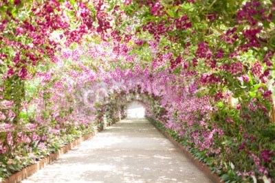 Papier peint  Fleurs et plantes