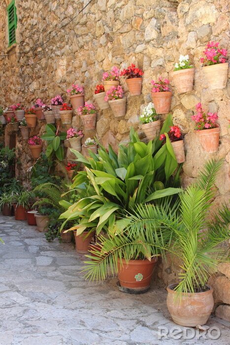 Papier peint  Fleurs et plantes près des murs