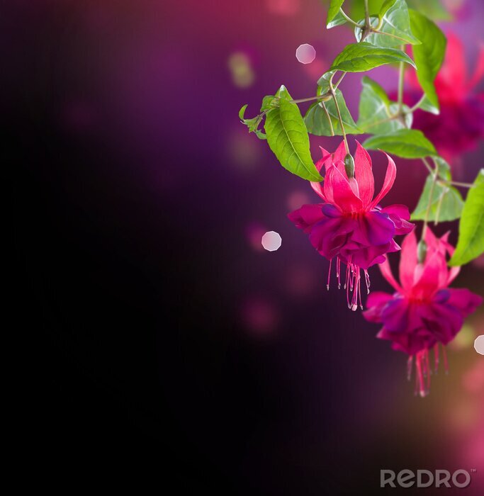 Papier peint  Fleurs fuchsia sur un fond noir