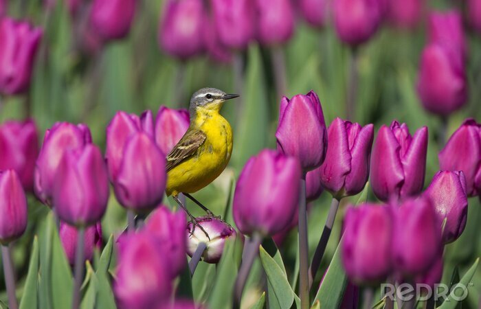 Papier peint  Fleurs hollandaises avec un oiseau
