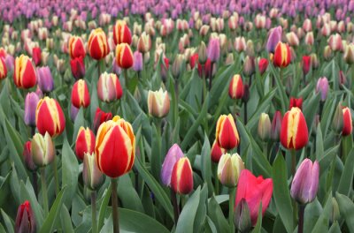 Fleurs hollandaises colorées