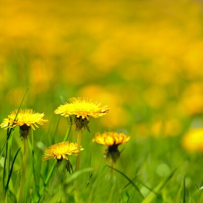 Fleurs jaunes dans l'herbe