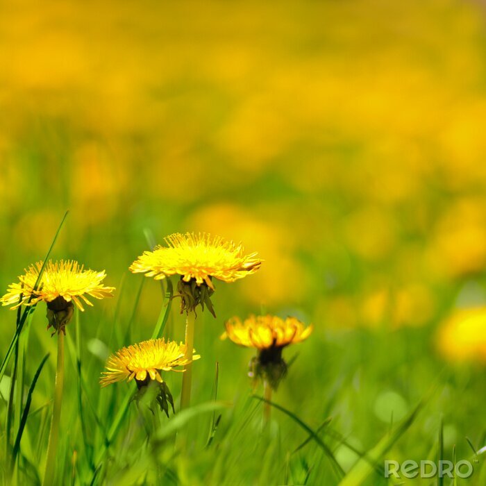 Papier peint  Fleurs jaunes dans l'herbe