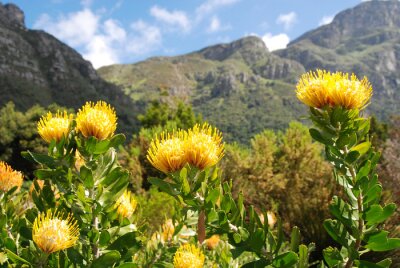 Fleurs jaunes sur le fond des montagnes