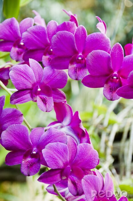 Papier peint  Fleurs mauves