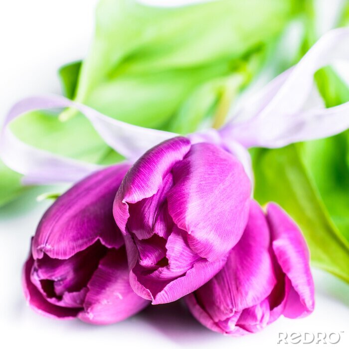 Papier peint  Fleurs mauves avec un ruban