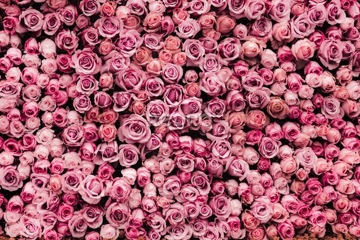 Papier peint  Fleurs mur de fond avec des roses étonnantes