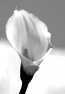 Papier peint  Fleurs noir et blanc