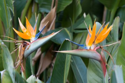 Papier peint  fleurs oiseau de paradis Strelitzia reginae