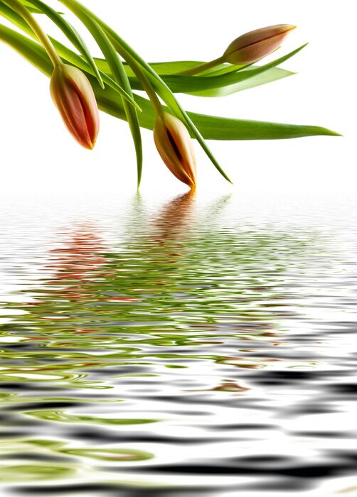 Papier peint  Fleurs oranges