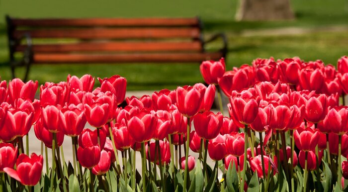 Papier peint  Fleurs qui poussent près du banc