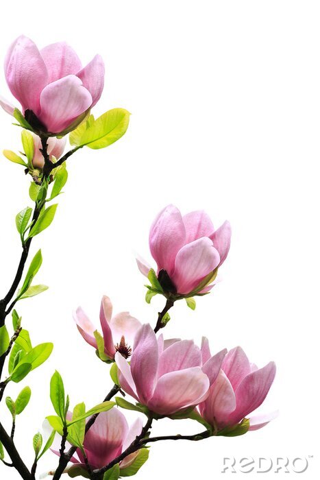 Papier peint  Fleurs rose poudré sur fond blanc