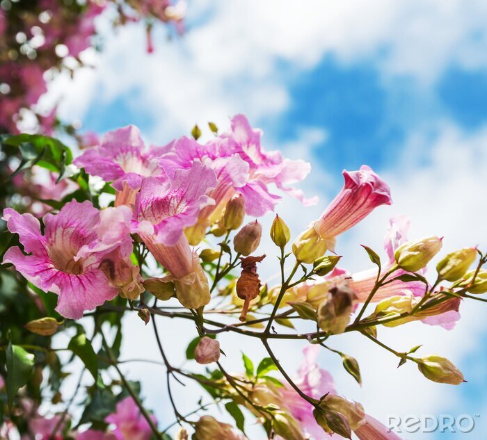 Papier peint  Fleurs roses avec un ciel nuageux en arrière-plan