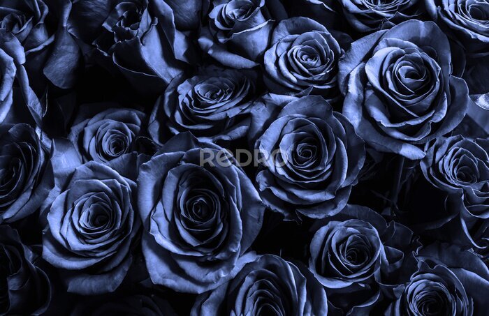 Papier peint  Fleurs roses bleu marine