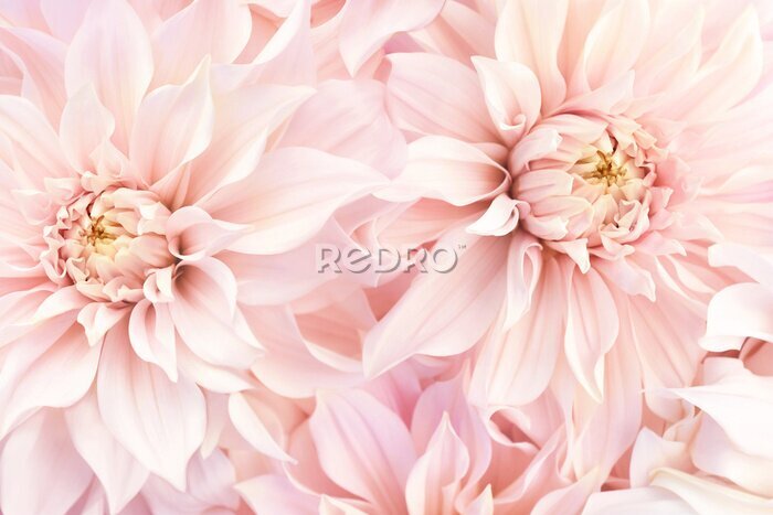 Papier peint  Fleurs roses dahlias en fleurs