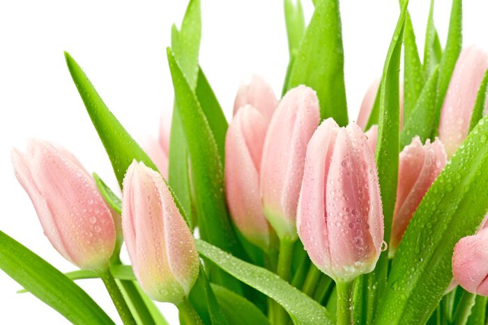 Papier peint  Fleurs roses sur fond blanc