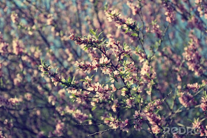Papier peint  Fleurs roses sur fond gris