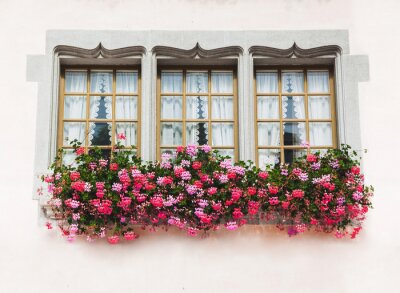 Papier peint  Fleurs roses sur une fenêtre