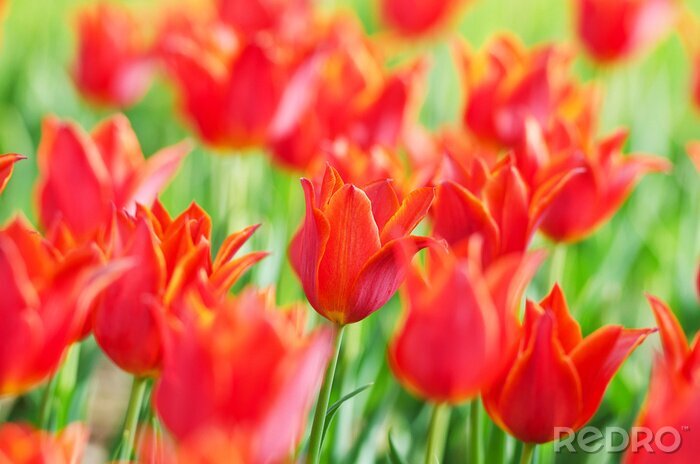 Papier peint  Fleurs rouges dans le jardin