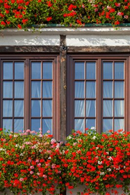 Papier peint  Fleurs rouges devant de grandes fenêtres